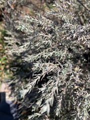 Tetradymia canescens