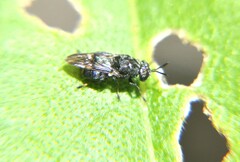 Dicyphoma schaefferi