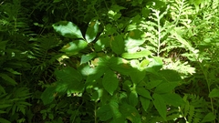 Fraxinus nigra