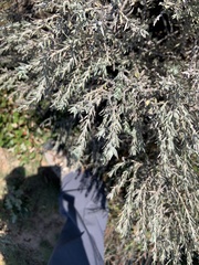 Tetradymia canescens