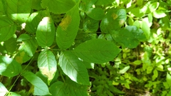 Fraxinus nigra
