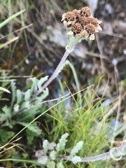 Achillea nana