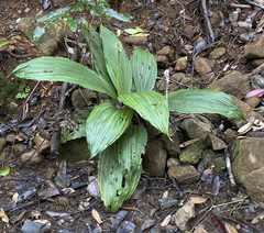 Calanthe triplicata