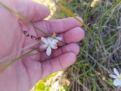 Chlorophytum graminifolium