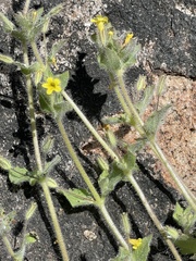 Erythranthe floribunda