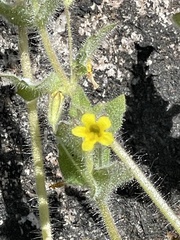 Erythranthe floribunda