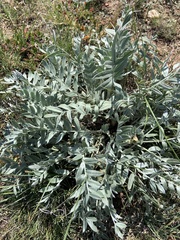 Oxytropis