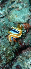 Chromodoris
