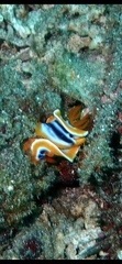Chromodoris