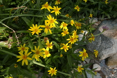 Arnica longifolia