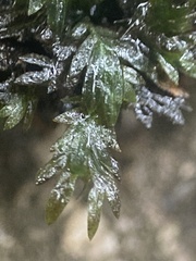Fissidens bryoides