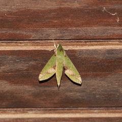 Xylophanes chiron