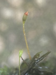 Fissidens bryoides