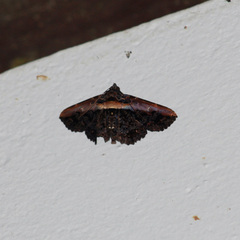 Selenisa lanipes