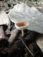 Fungi