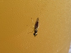 Meromyza