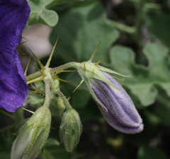 Solanum houstonii