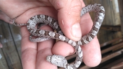 Pantherophis spiloides