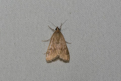 Pyraustini