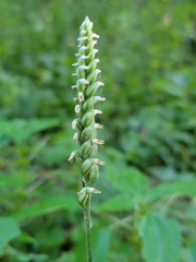 Spiranthes ovalis erostellata