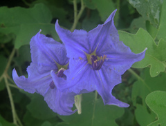Solanum houstonii