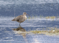 Numenius madagascariensis