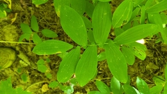 Liliales