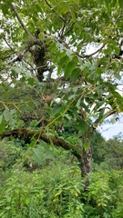 Juglans australis