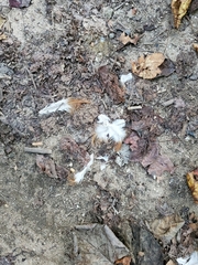 Gallus gallus domesticus