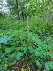 Spiranthes ovalis erostellata