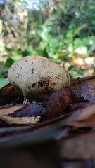 Lycoperdon