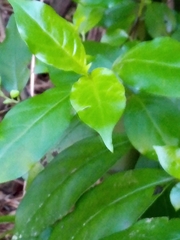 Geniostoma ligustrifolium ligustrifolium