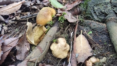 Lycoperdon