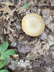Retiboletus ornatipes