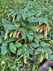 Flemingia strobilifera