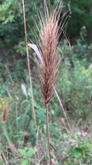 Elymus virginicus