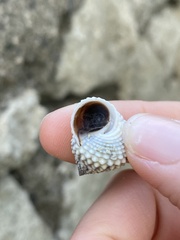Cenchritis muricatus