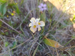 Moraea gawleri