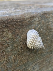 Cenchritis muricatus