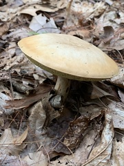 Retiboletus ornatipes