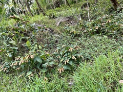 Flemingia strobilifera