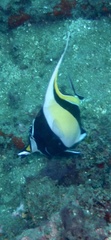 Zanclus cornutus