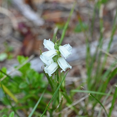Spiranthes cernua