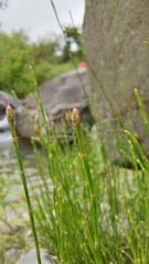 Equisetum bogotense