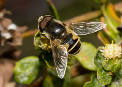 Eristalis hirta