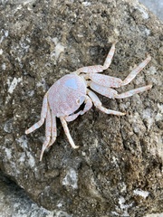 Grapsus grapsus