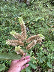 Flemingia strobilifera