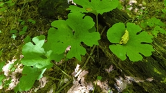 Sanguinaria canadensis