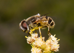 Eristalis hirta