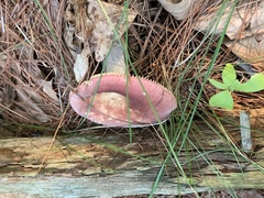 Russula mariae